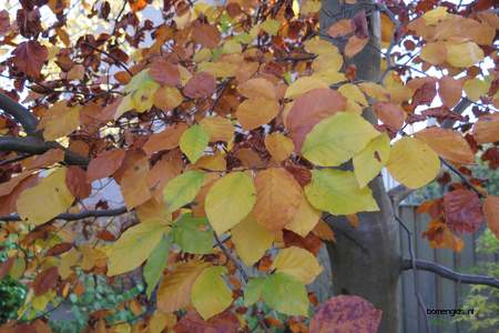  picture  Beuk |Fagus_sylvatica