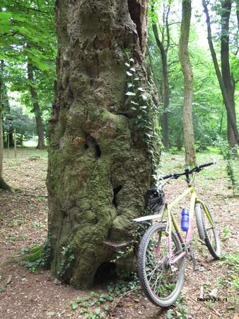  picture  Beuk |Fagus_sylvatica