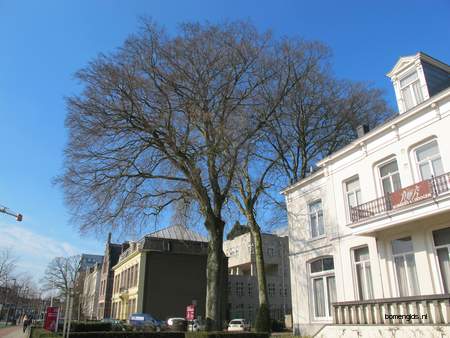  picture  Beuk |Fagus_sylvatica