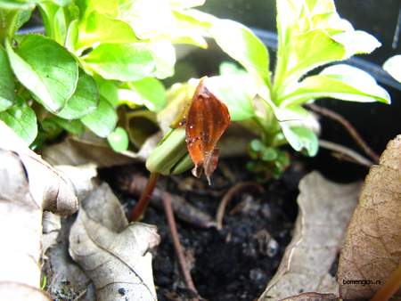  picture  Beuk |Fagus_sylvatica