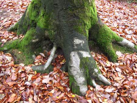  picture  Beuk |Fagus_sylvatica