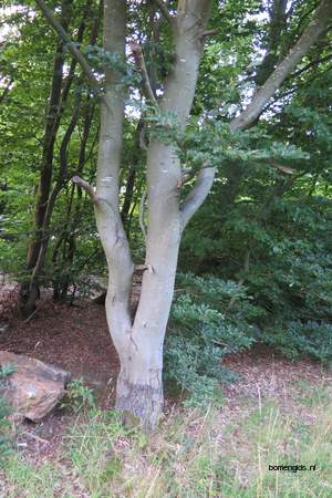  picture  Beuk |Fagus_sylvatica