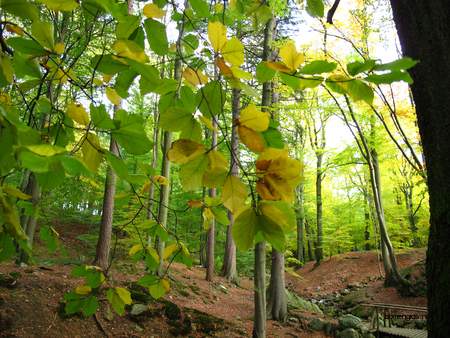  picture  Beuk |Fagus_sylvatica