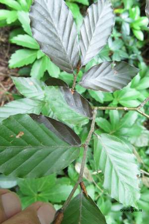  picture  Beuk |Fagus_sylvatica