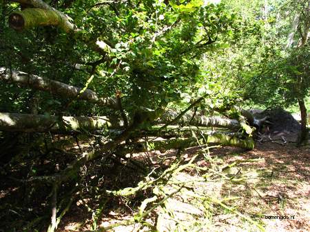  picture  Beuk |Fagus_sylvatica