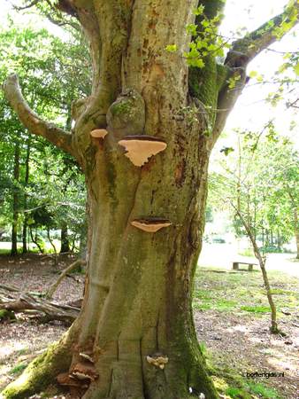  picture  Beuk |Fagus_sylvatica