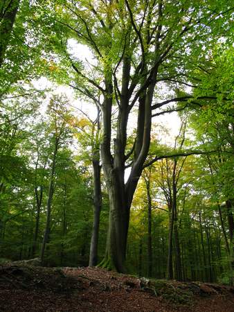  picture  Beuk |Fagus_sylvatica