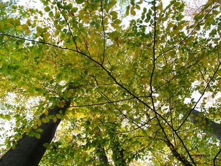  picture  Beuk |Fagus_sylvatica