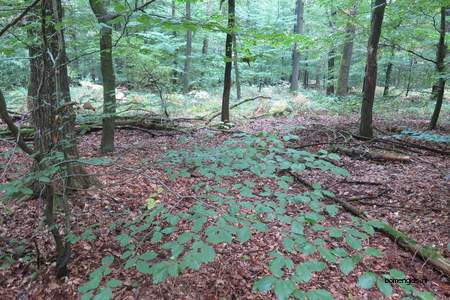  picture  Beuk |Fagus_sylvatica