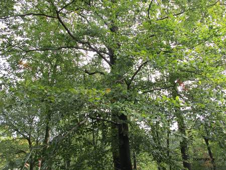  picture  Beuk |Fagus_sylvatica