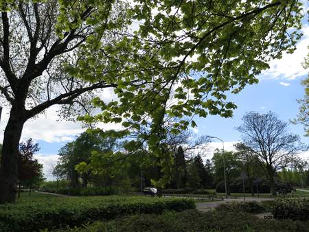  picture  Beuk |Fagus_sylvatica