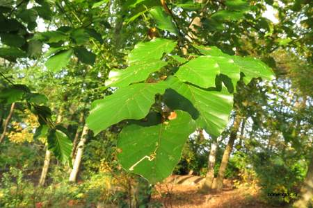  picture  Beuk |Fagus_sylvatica