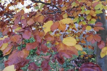  picture  Beuk |Fagus_sylvatica