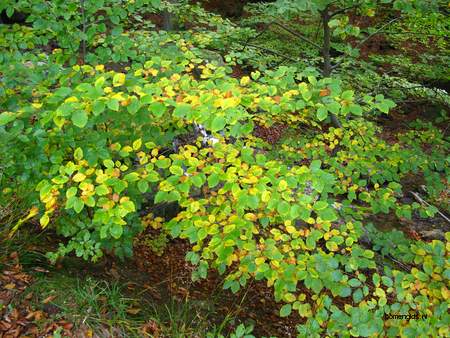  picture  Beuk |Fagus_sylvatica