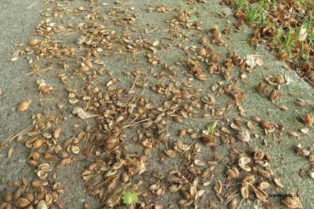  picture  Beuk |Fagus_sylvatica