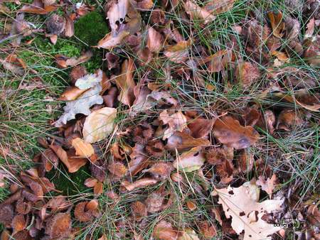  picture  Beuk |Fagus_sylvatica