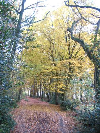  picture  Beuk |Fagus_sylvatica