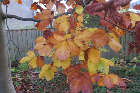  picture  Beuk |Fagus_sylvatica