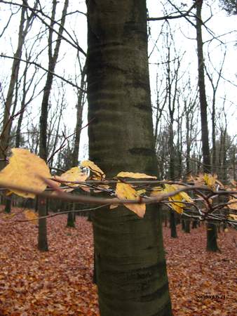  picture  Beuk |Fagus_sylvatica