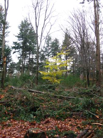  picture  Beuk |Fagus_sylvatica