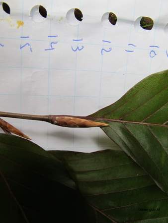  picture  Beuk |Fagus_sylvatica