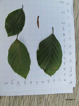  picture  Beuk |Fagus_sylvatica