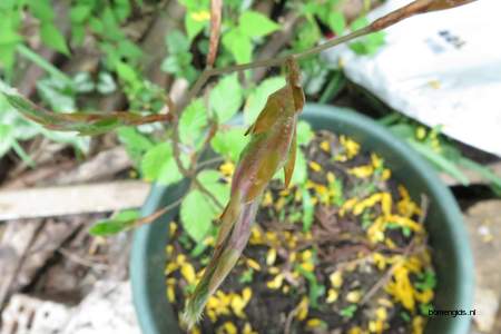  picture  Beuk |Fagus_sylvatica