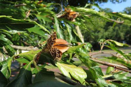  picture  Beuk |Fagus_sylvatica