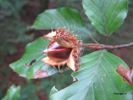  picture  Beuk |Fagus_sylvatica