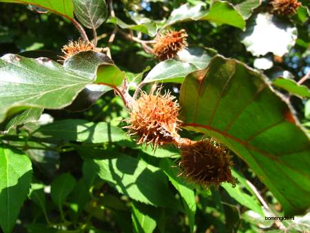  picture  Beuk |Fagus_sylvatica