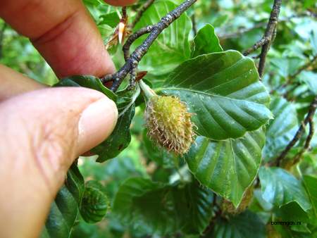  picture  Beuk |Fagus_sylvatica