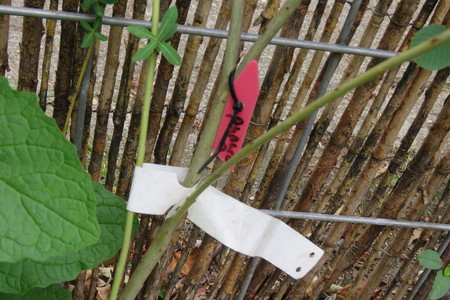  picture  Bittere_wilg |Salix_purpurea