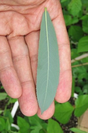  picture  Bittere_wilg |Salix_purpurea