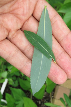  picture  Bittere_wilg |Salix_purpurea