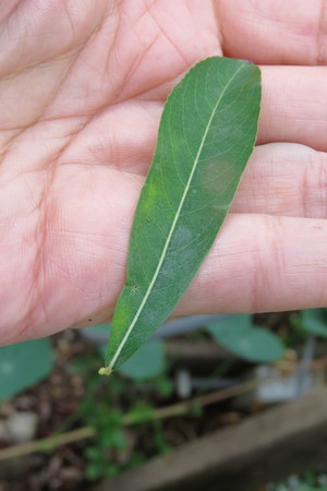  picture  Bittere_wilg |Salix_purpurea