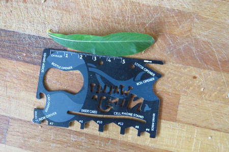  picture  Bittere_wilg |Salix_purpurea