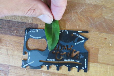  picture  Bittere_wilg |Salix_purpurea