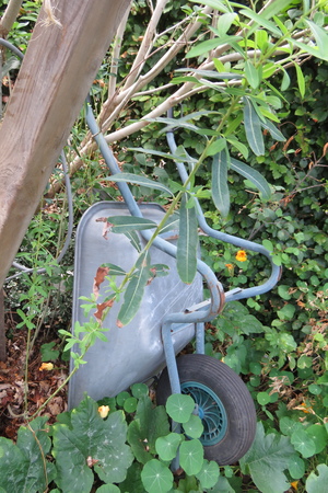  picture  Bittere_wilg |Salix_purpurea