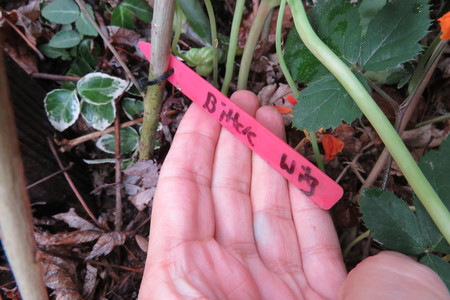  picture  Bittere_wilg |Salix_purpurea