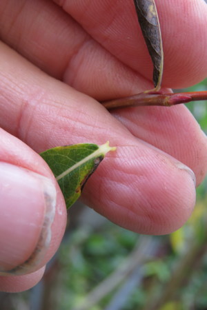  picture  Bittere_wilg |Salix_purpurea