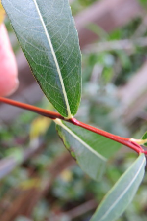  picture  Bittere_wilg |Salix_purpurea