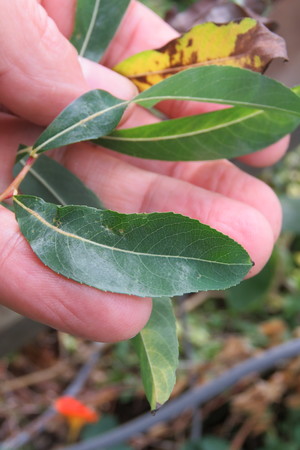  picture  Bittere_wilg |Salix_purpurea