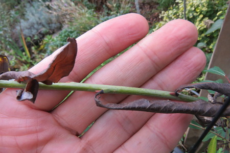  picture  Bittere_wilg |Salix_purpurea