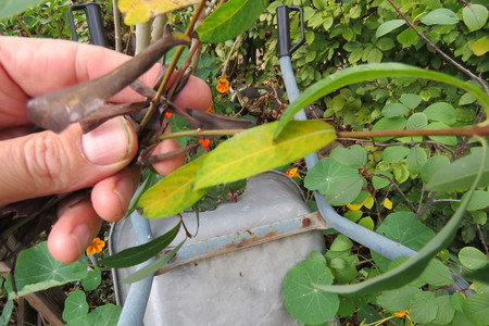  picture  Bittere_wilg |Salix_purpurea