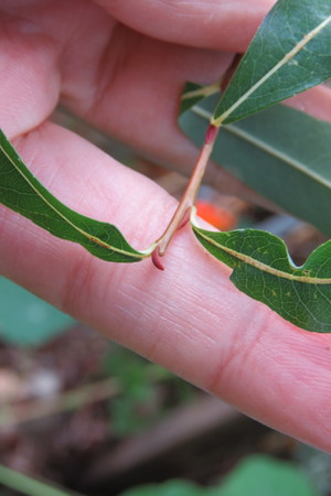  picture  Bittere_wilg |Salix_purpurea