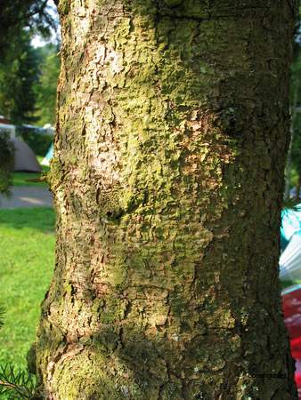  picture  Blauwe_spar |Picea_pungens