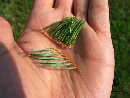  picture  Blauwe_spar |Picea_pungens