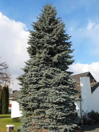  picture  Blauwe_spar |Picea_pungens