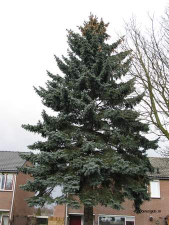  picture  Blauwe_spar |Picea_pungens