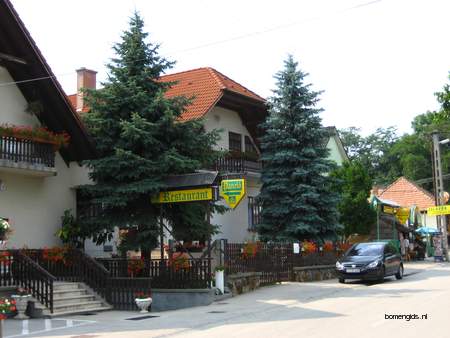  picture  Blauwe_spar |Picea_pungens